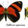 Callicore cynosura - Image 2