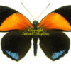 Callicore eunomia