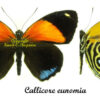 Callicore eunomia - Image 2
