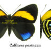 Callicore pastazza - Image 2