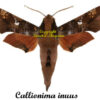 Callionima inuus