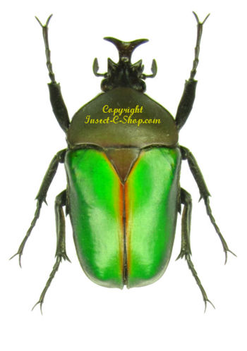 Ceratorhina ( Eudicella ) cupreosuturalis - Insect collector's shop ...