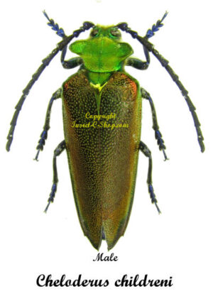 Cheloderus childreni