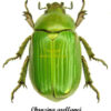 Chrysina ( Plusiotis ) arellanoi