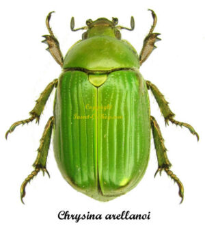 Chrysina ( Plusiotis ) arellanoi