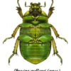 Chrysina ( Plusiotis ) arellanoi - Image 2