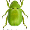 Chrysina ( Plusiotis ) psitaccina