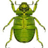 Chrysina ( Plusiotis ) psitaccina - Image 3