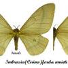 Imbrasia ( Cirina ) forda amieti - Image 2