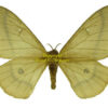 Imbrasia ( Cirina ) forda amieti