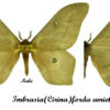 Imbrasia ( Cirina ) forda amieti - Image 2
