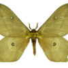 Imbrasia ( Cirina ) forda amieti