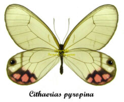 Cithaerias pyropina pyropina