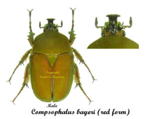 Compsocephalus bayeri ( ignita form ) red - Image 2