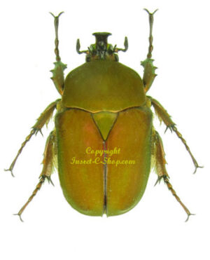 Compsocephalus bayeri ( ignita form ) red