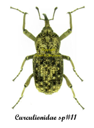 Curculionidae sp. 10