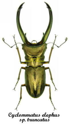 Cyclommatus elaphus ssp. truncatus