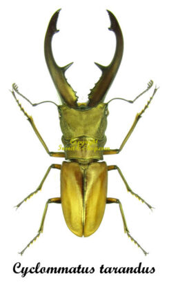 Entomologie Collection Insecte Cyclommatus metallifer finae 75 mm d'Indonesie! 
