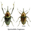 Cyrtotrachelus longimanus - Image 2