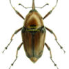 Cyrtotrachelus longimanus