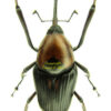 Cyrtotrachelus longimanus