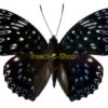 Dichorragia nesimachus formosana