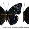 Dichorragia nesimachus formosana - Image 2