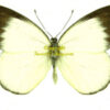 Delias belisama nakula
