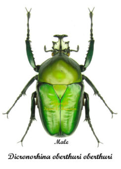 Dicronorrhina oberthuri  ssp. oberthuri ( oberthuri  form )