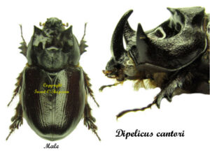 Dipelicus cantori - Image 2