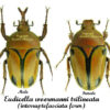 Eudicella woermanni trilineata ( interruptefasciata form ) - Image 2