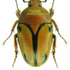Eudicella woermanni trilineata ( interruptefasciata form )