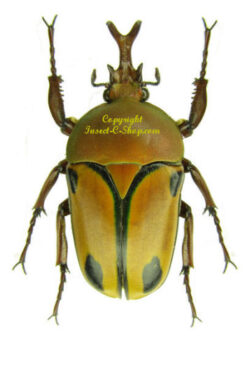 Eudicella woermanni trilineata ( forme interruptefasciata )