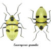 Eucorysses grandis ( 10pcs ) - Image 2