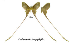 Eudaemonia trogophylla