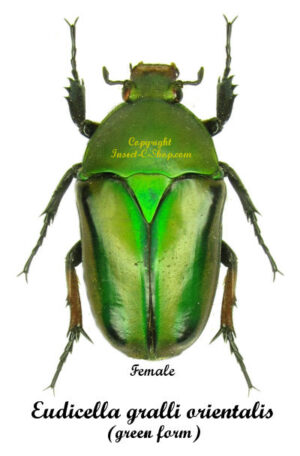 Eudicella gralli orientalis ( green form )