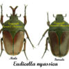 Eudicella nyassica - Image 2