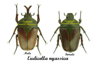 Eudicella nyassica - Image 2