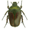 Eudicella nyassica