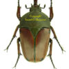 Eudicella nyassica