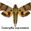 Eumorpha capronnieri