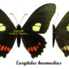 Mimoides ( Eurytides ) harmodius harmodius – Image 2