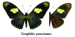 Mimoides pausanias - Image 2