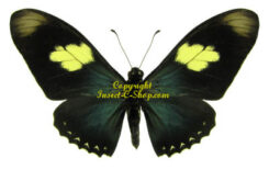Mimoides pausanias