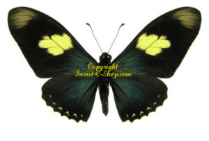 Mimoides pausanias