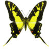 Eurytides ( Protographium ) thyastes thyastinus