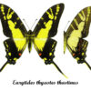 Eurytides ( Protographium ) thyastes thyastinus – Image 2