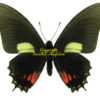 Eurytides (Mimoides) xynias xynias