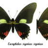 Eurytides (Mimoides) xynias xynias - Image 2