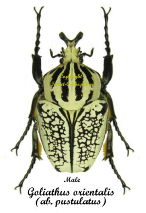 Goliathus orientalis ssp. orientalis ab. pustulatus